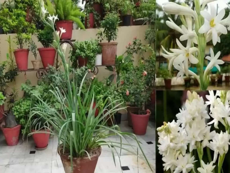 plants vastu tips for home