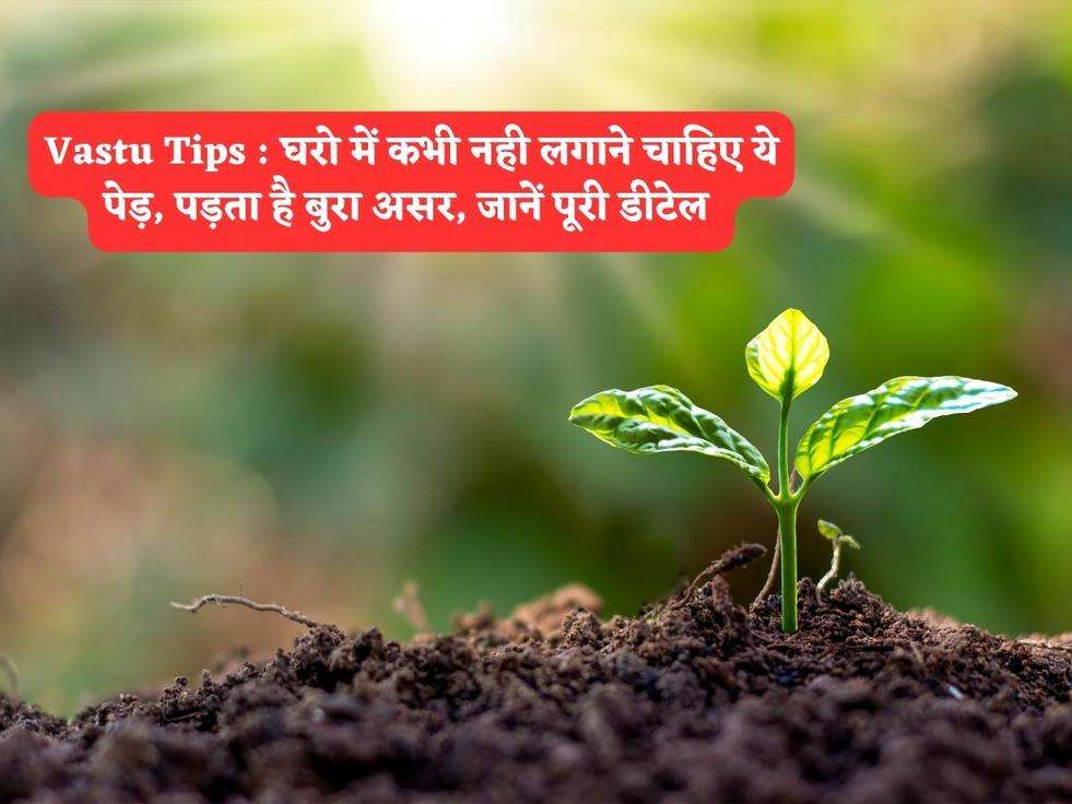 Vastu Tips : घरो में कभी नही लगाने चाहिए ये पेड़, पड़ता है बुरा असर, जानें पूरी डीटेल 