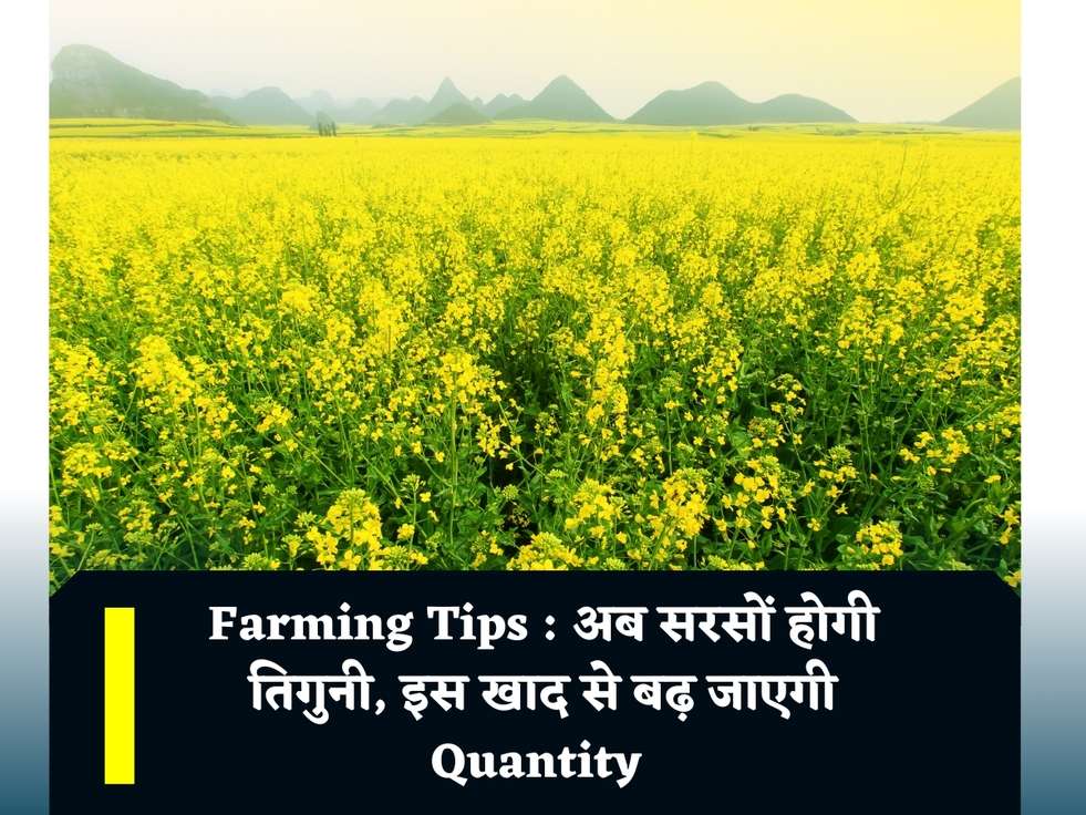 Farming Tips : अब सरसों होगी तिगुनी, इस खाद से बढ़ जाएगी Quantity 