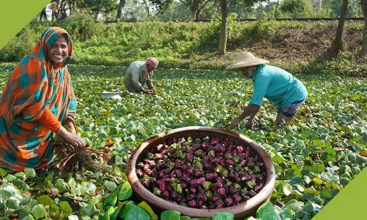 water chestnut farming