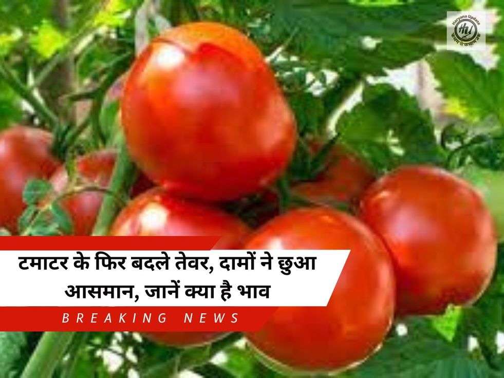 Tomato Price