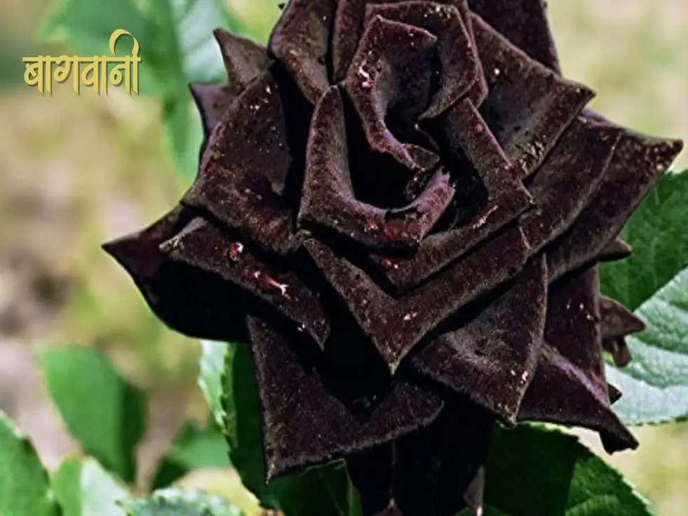 black rose cultivation technique