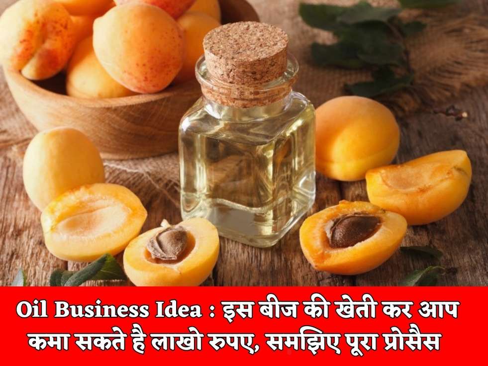 Oil Business Idea : इस बीज की खेती कर आप कमा सकते है लाखो रुपए, समझिए पूरा प्रोसैस 