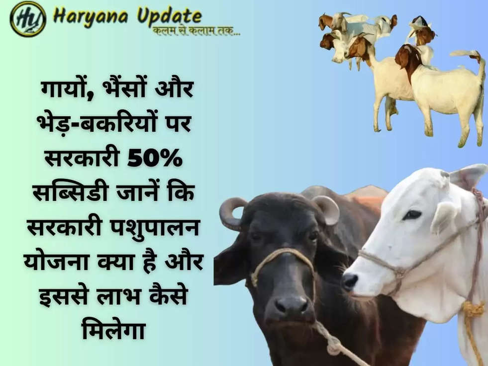  गायों, भैंसों और भेड़-बकरियों पर सरकारी 50% सब्सिडी जानें कि सरकारी पशुपालन योजना क्या है और इससे लाभ कैसे मिलेगा