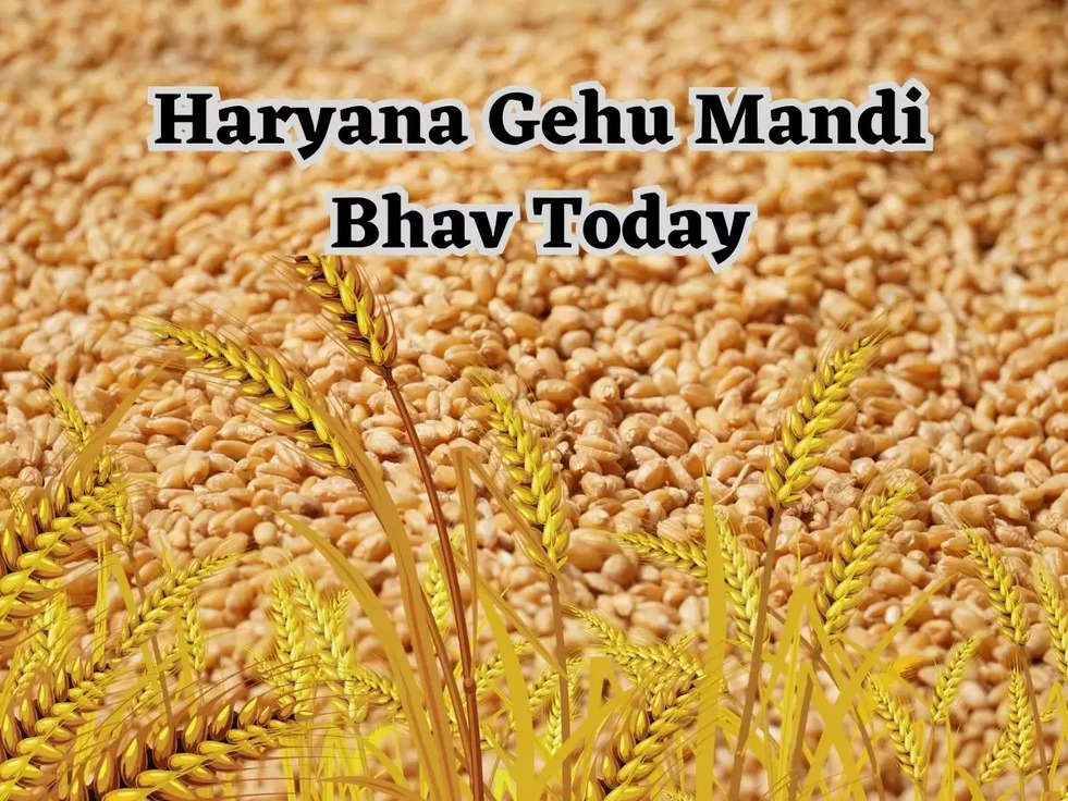 Haryana Gehu Mandi Bhav Today: गेहूं के भाव में लगातार तेजी, किसानो की हो रही है बल्ले-बल्ले, देखिए सभी मंडियों की लिस्ट