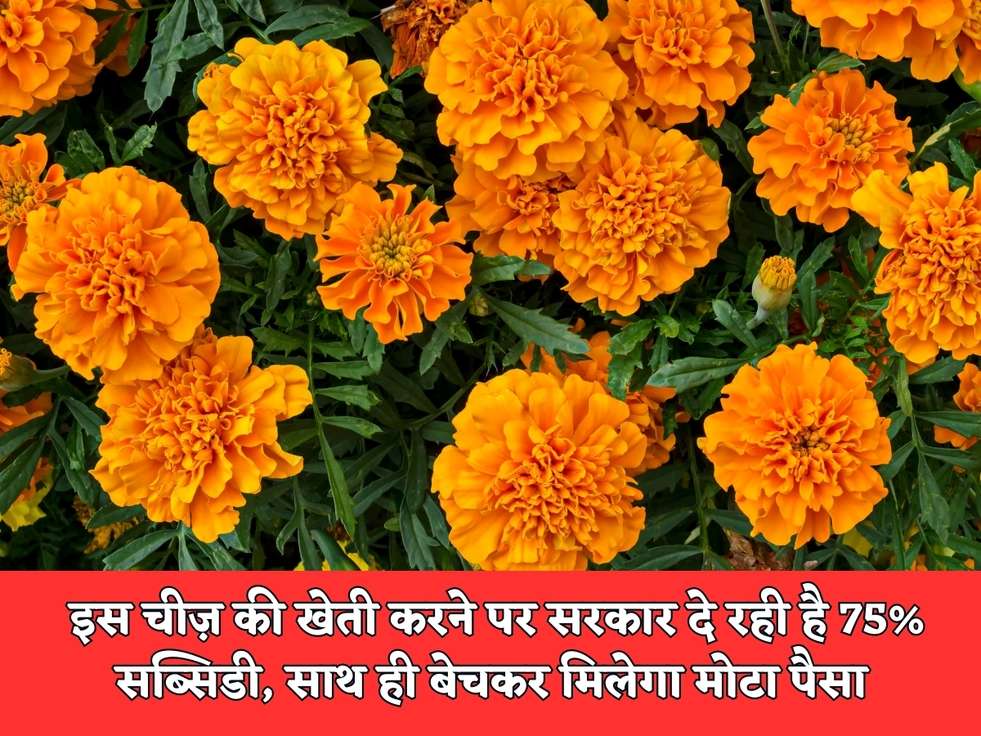 Farming Scheme : इस चीज़ की खेती करने पर सरकार दे रही है 75% सब्सिडी, साथ ही बेचकर मिलेगा मोटा पैसा 