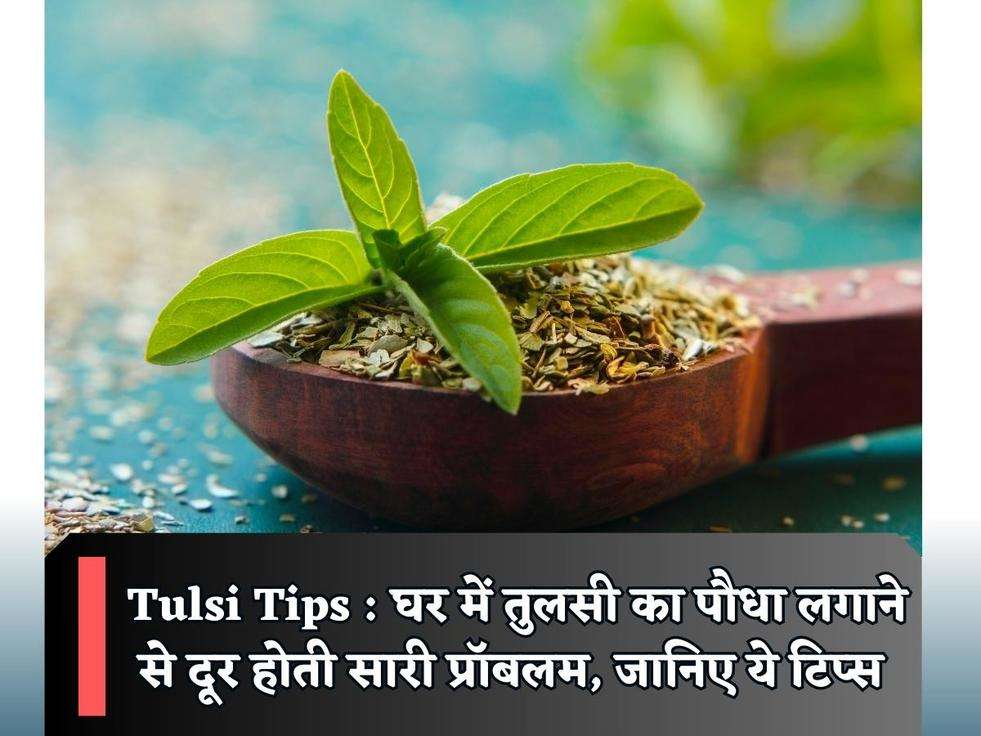 Tulsi Tips : घर में तुलसी का पौधा लगाने से दूर होती सारी प्रॉबलम, जानिए ये टिप्स 