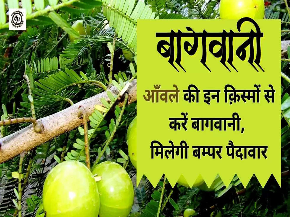 amla gardening