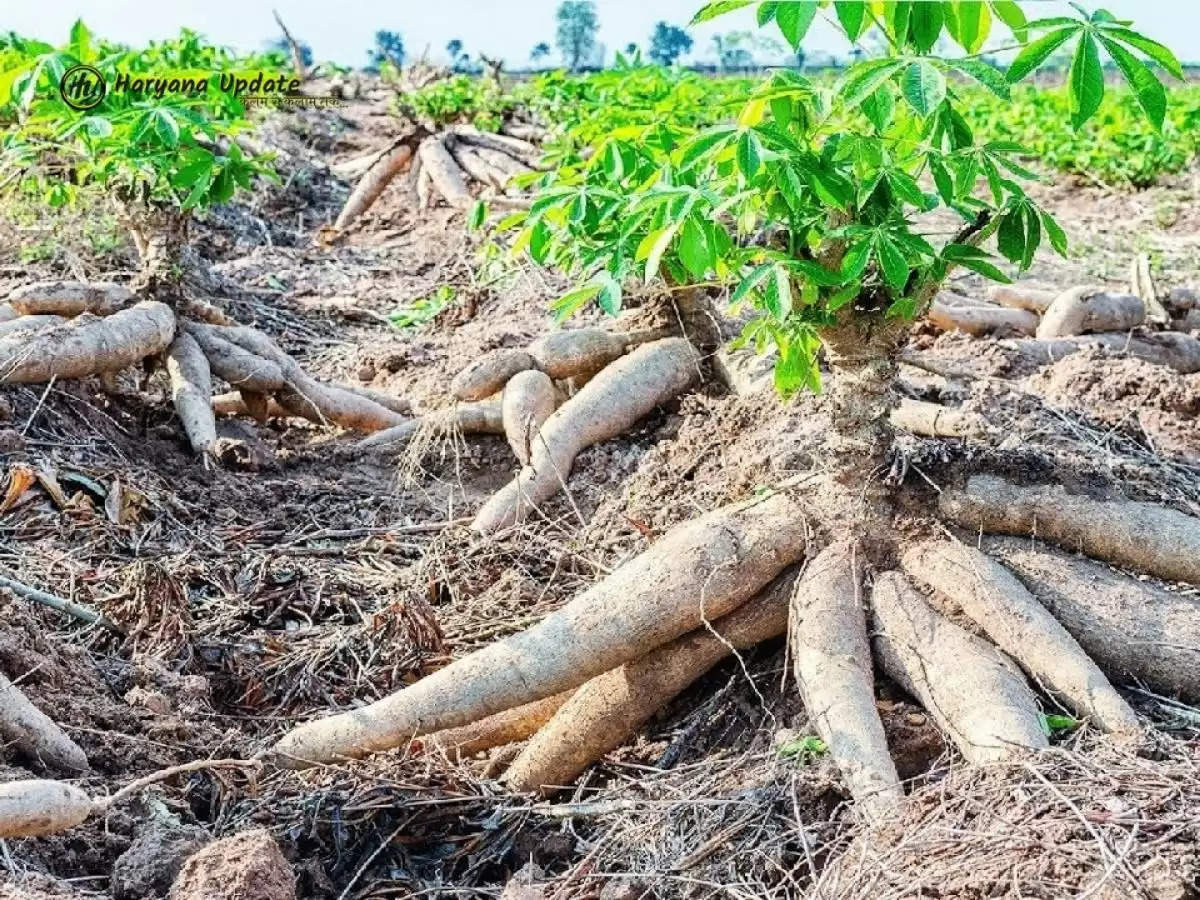 Cassava Farming: अच्छा मुनाफा कमाने के लिए इस फसल की करें खेती