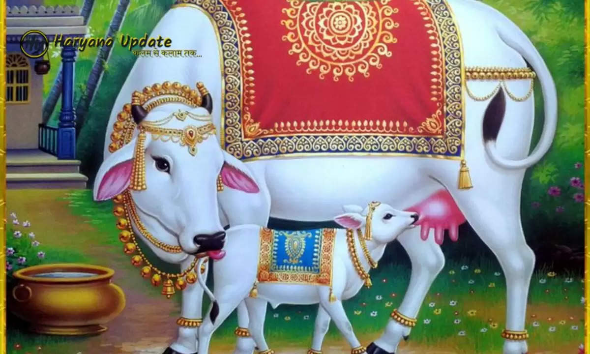 Kamdhenu Cow