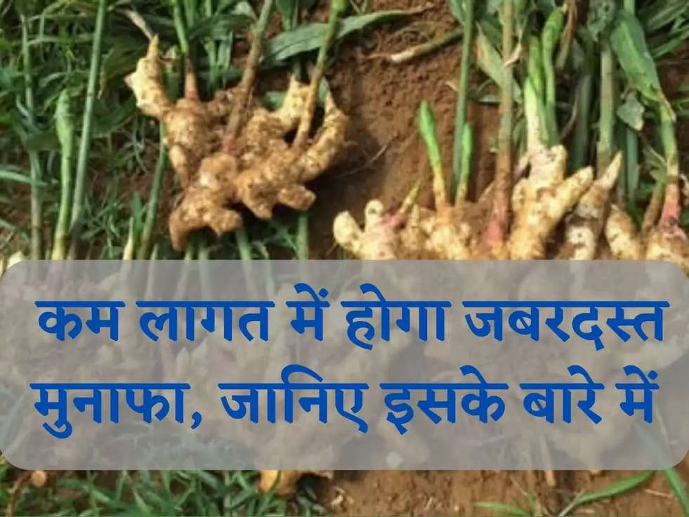 Ginger Cultivation: कम लागत में होगा जबरदस्त मुनाफा, जानिए इसके बारे में