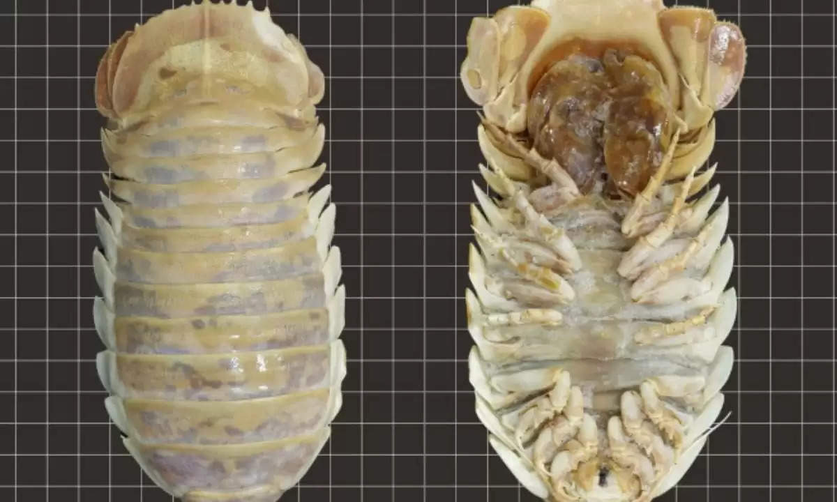 new isopod