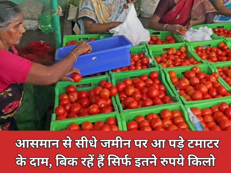 Tomato Price