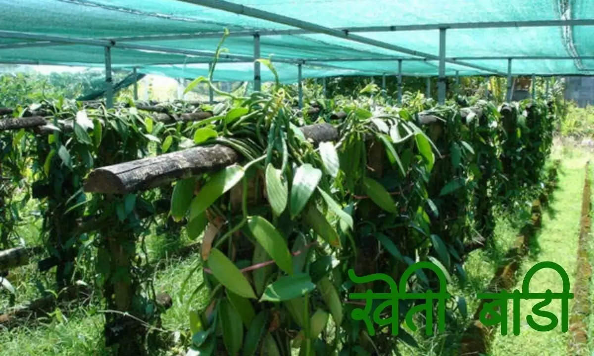 vanilla cultivation