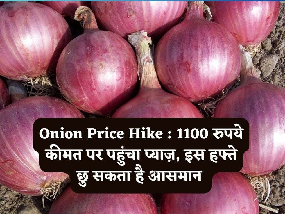 Onion Price Hike : 1100 रुपये कीमत पर पहुंचा प्याज़, इस हफ्ते छु सकता है आसमान 