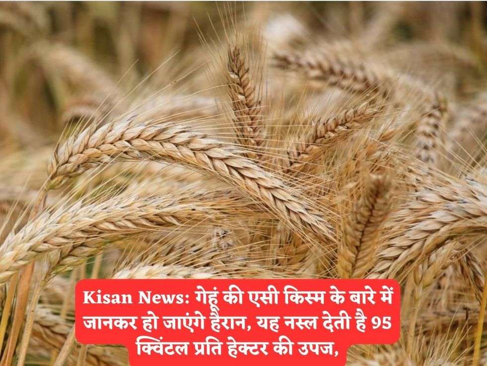 Kisan News: गेहूं की एसी किस्म के बारे में जानकर हो जाएंगे हैरान, यह नस्ल देती है 95 क्विंटल प्रति हेक्टर की उपज,