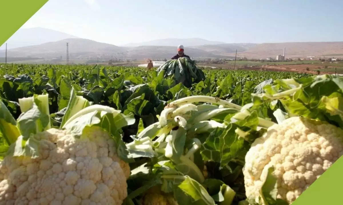 cauliflower farming