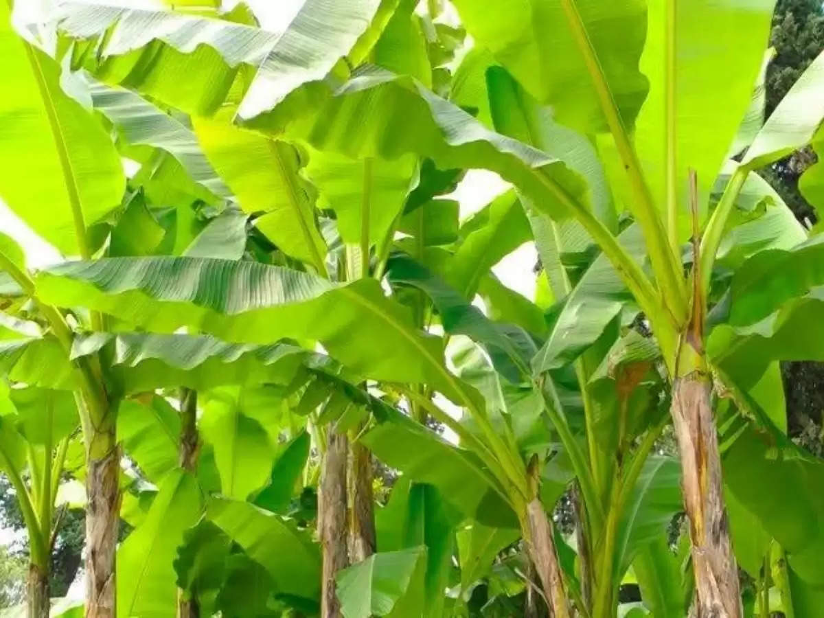 Bannana Tree