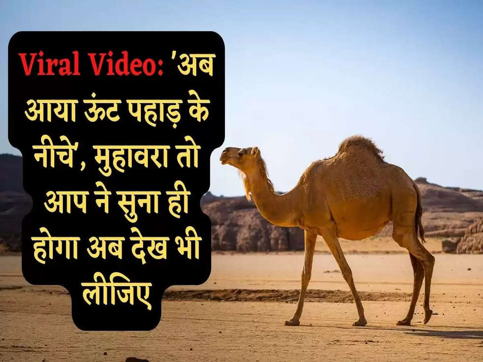 Viral Video: 'अब आया ऊंट पहाड़ के नीचे', मुहावरा तो आप ने सुना ही होगा अब देख भी लीजिए