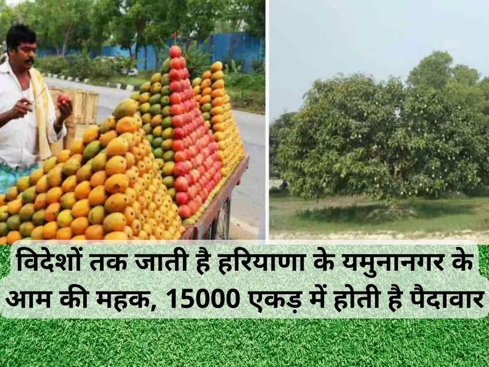 Haryana Mangos