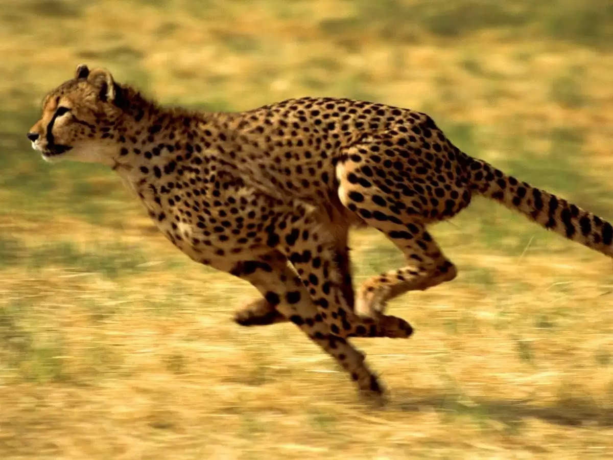 Cheetah in India: भारत में 75 साल बाद फिर बसेगा चीतों का आशियाना, पहली वीडियो हुई वायरल 