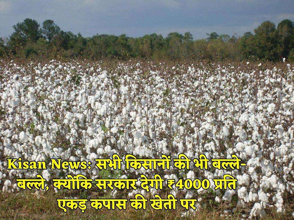 Kisan News: सभी किसानों की भी बल्ले-बल्ले, क्योंकि सरकार देगी ₹4000 प्रति एकड़ कपास की खेती पर