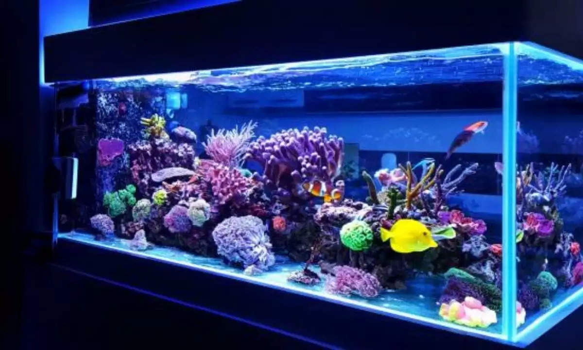 aquarium fengshui tips