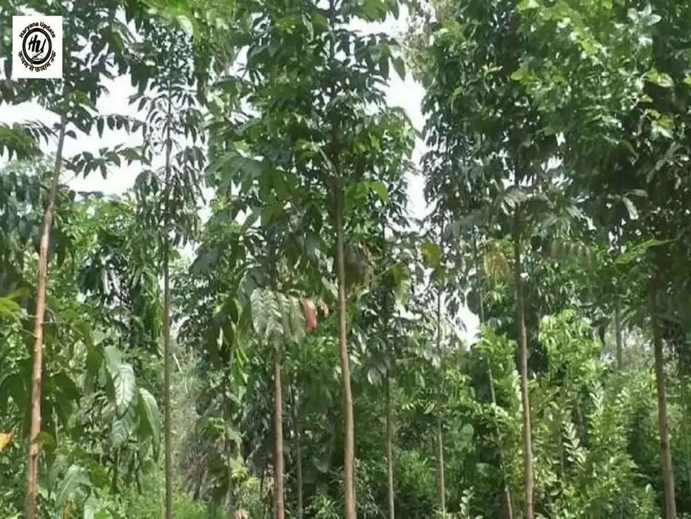 Mahogany Farming: इस पेड़ की लकड़ियों को बेच कर आप भी हो जाएंगे मालामाल, जानिए 