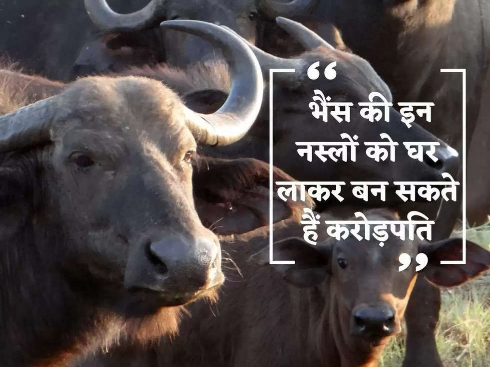 Buffalo Farming: भैंस की इन नस्लों को घर लाकर बन सकते हैं करोड़पति