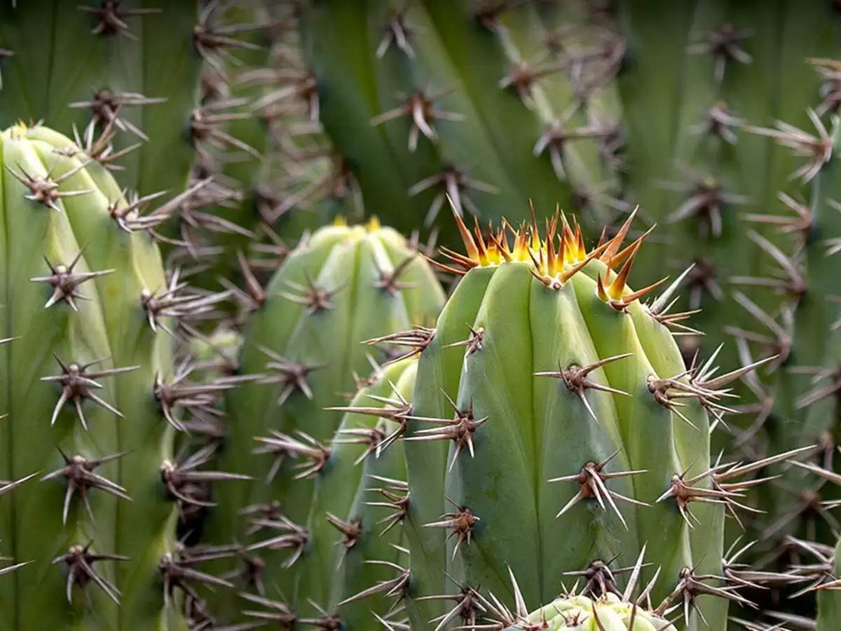 Cactus Plant