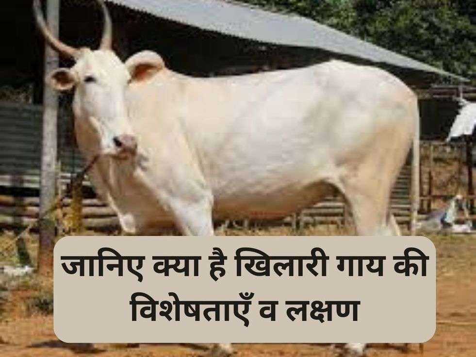 Khilari Cow