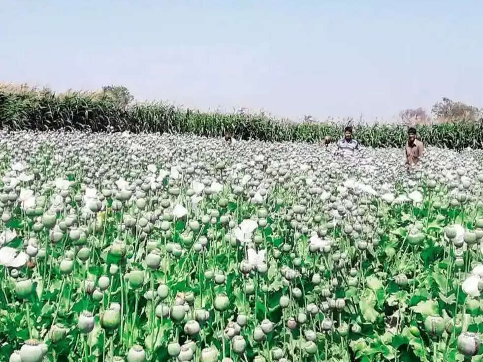 Opium Farming: जानिए किसानों के लिए वैध या अवैध अफीम की खेती, जानें कहां से मिलती है इसके लिए मंजूरी