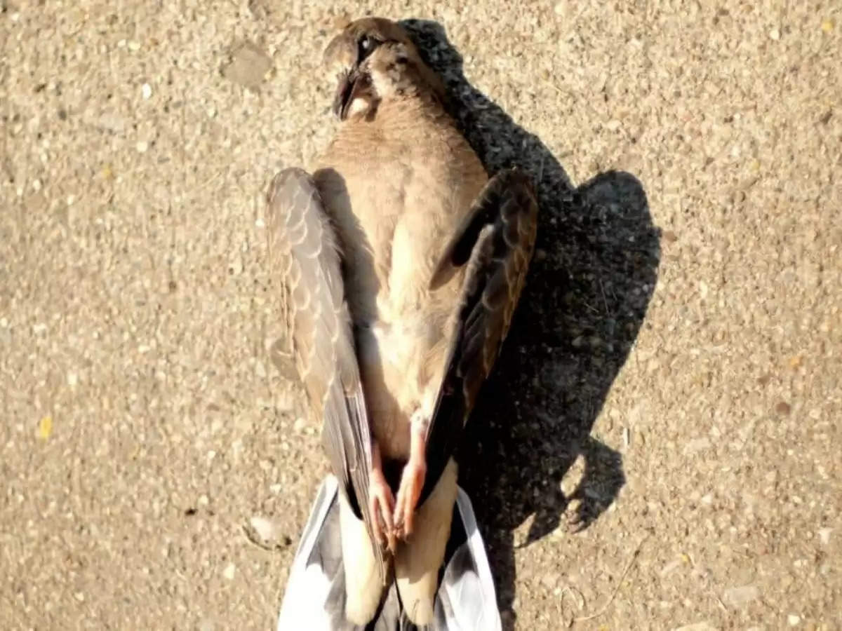 Dead Bird