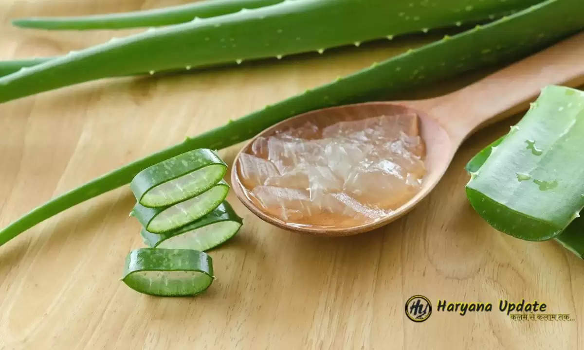 Aloevera Gel homemade