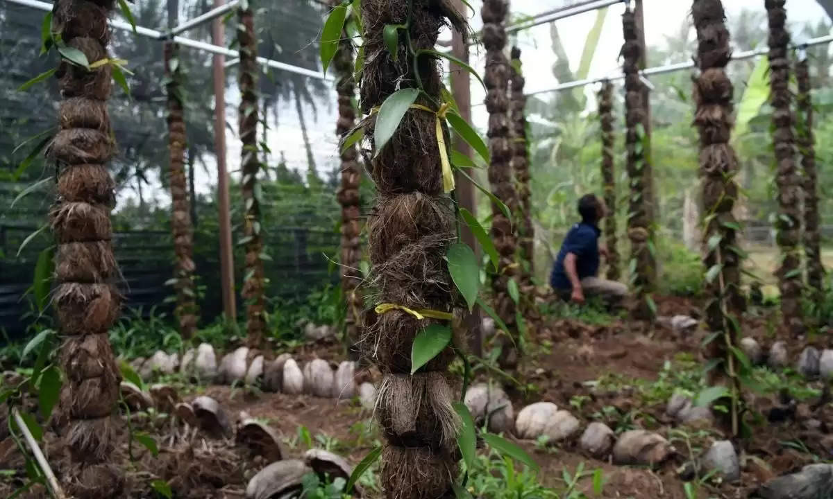 vanilla cultivation tricks