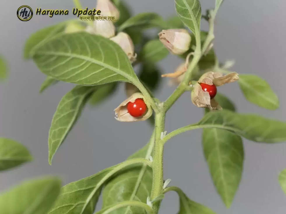 Ashwagandha Cultivation Video : फल से लेकर पत्ती तक से होगी कमाई, अश्वगंधा की खेती की पूरी जानकारी वीडियो के जरीए 