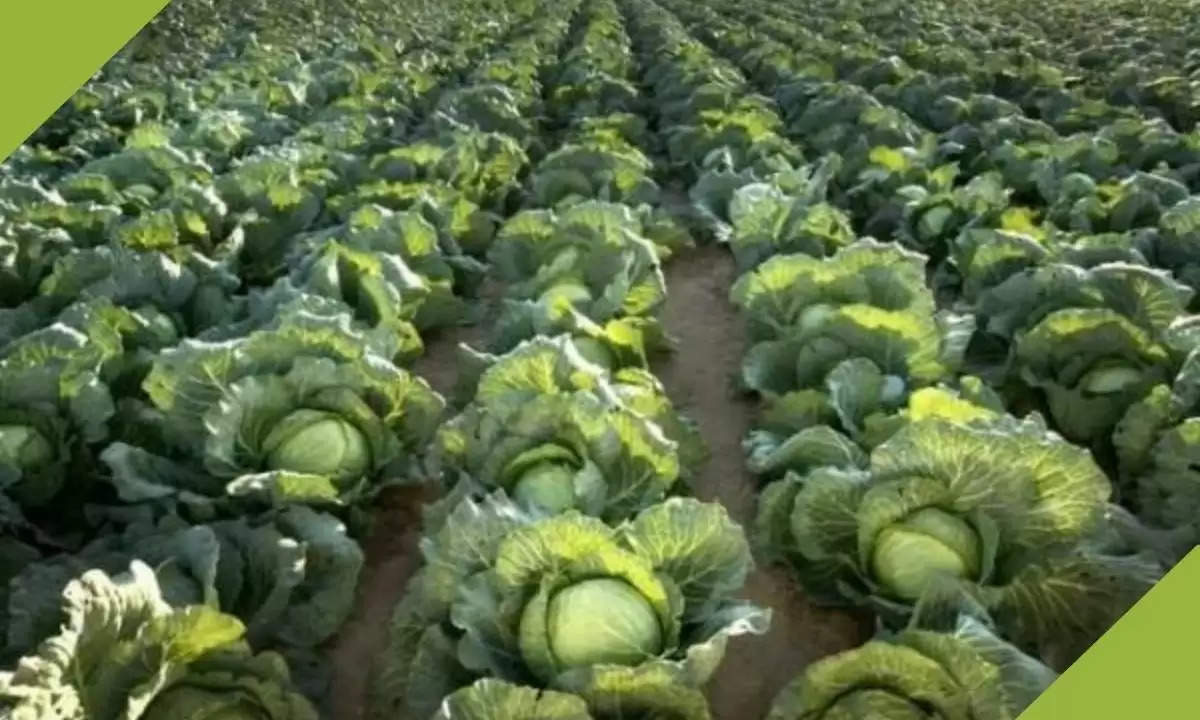 cabbage cultivation