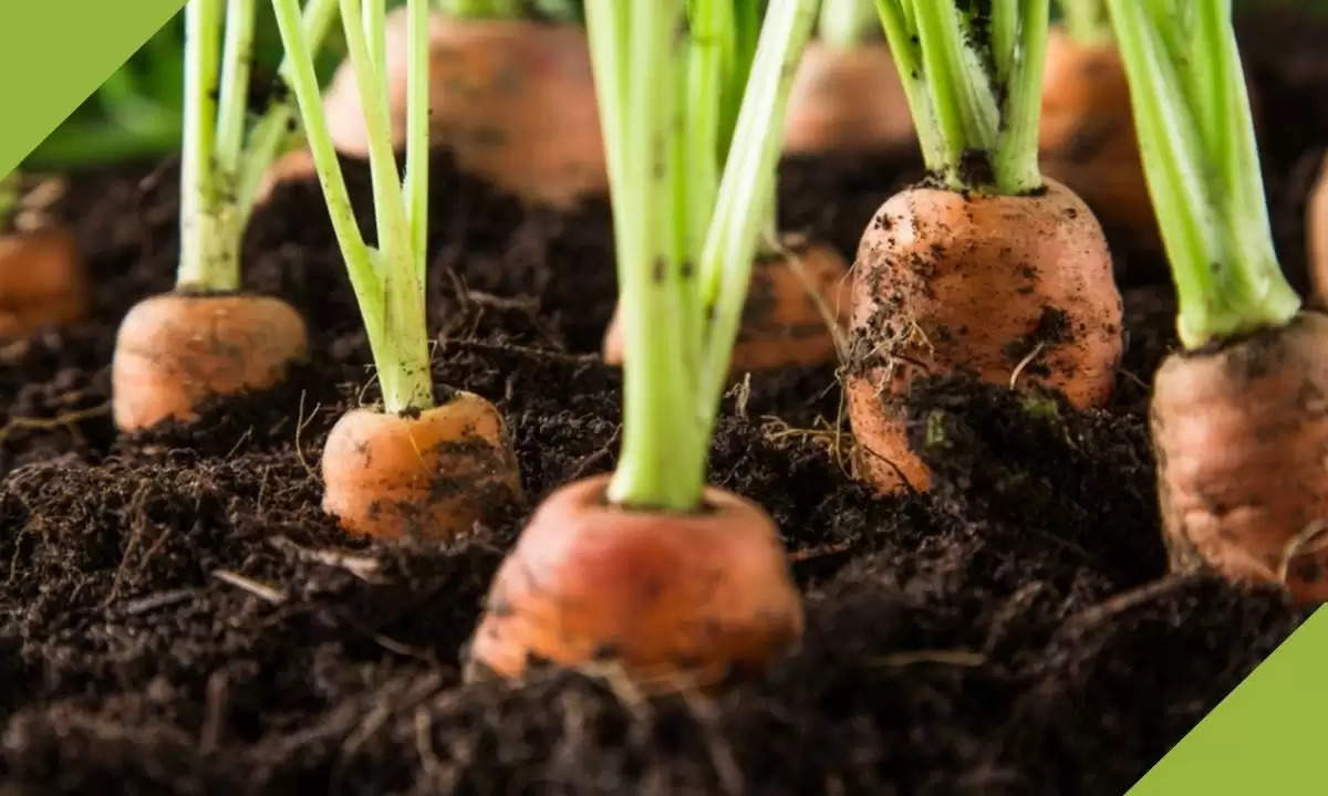 carrot farming