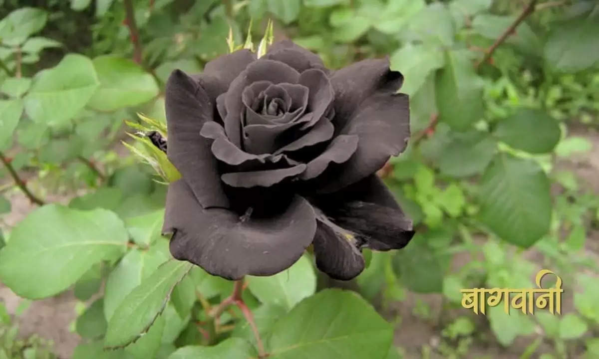 black rose