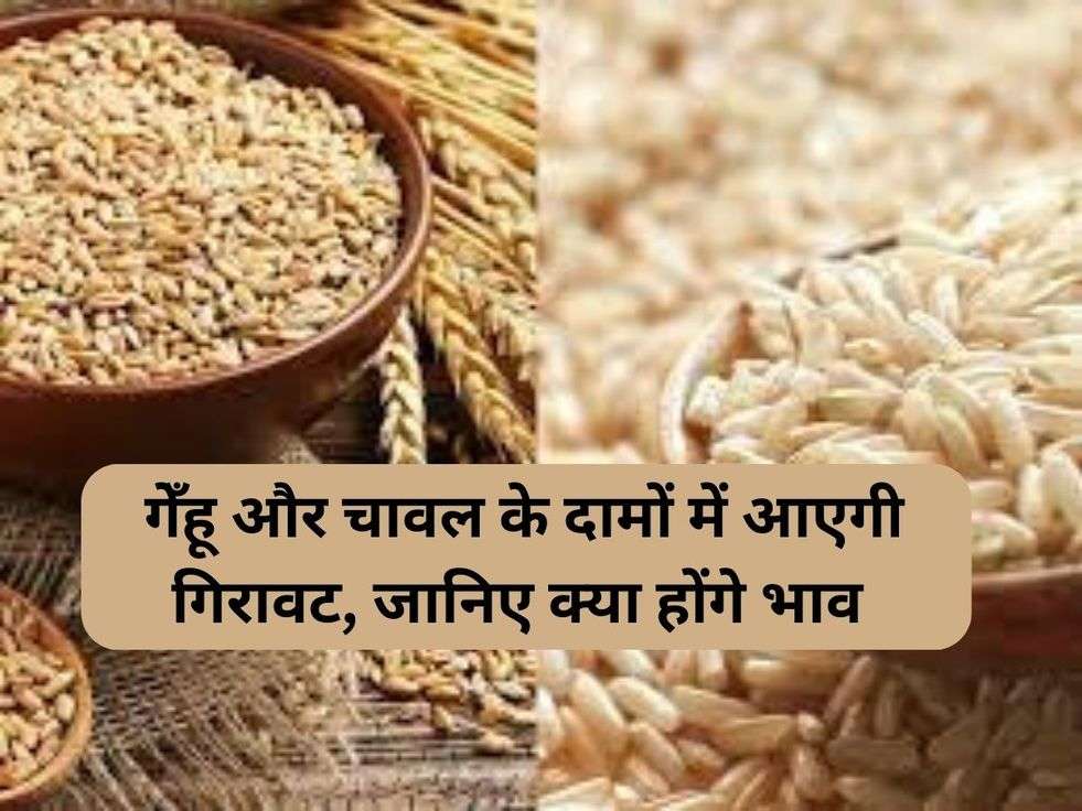 Wheat Rice Price