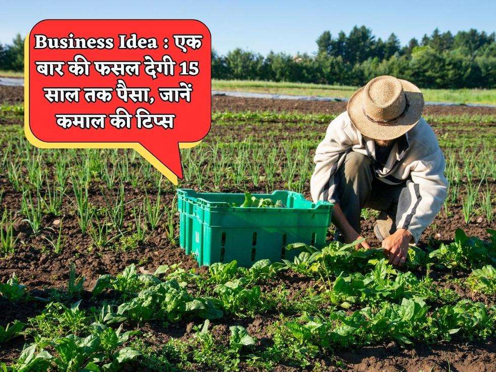 Business Idea : एक बार की फसल देगी 15 साल तक पैसा, किसानो को नहीं पता होती ये बात, जानें कमाल की टिप्स 