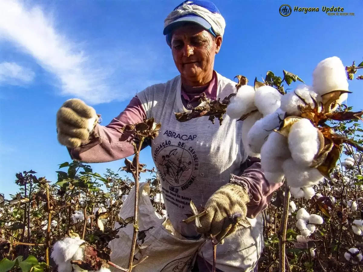 Cotton Price: कपास के भी बढ़ने जा रहे दाम, यहाँ जानें क्या है कारण