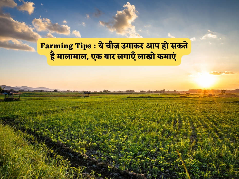 Farming Tips : ये चीज़ उगाकर आप हो सकते है मालामाल, एक बार लगाएँ लाखो कमाएं 