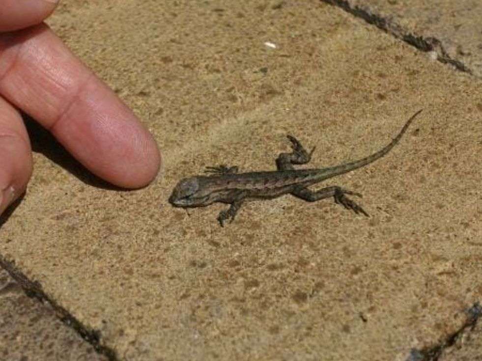 Chase Away Lizard: घर से गायब हो जाएंगी सभी छिपकलियां, बस अपनाएं ये खास तरीका