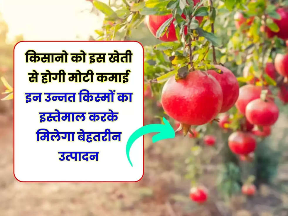 Pomegranate Farming: किसान भाइयों को इस खेती से होगी मोटी कमाई, इन उन्नत किस्मों का इस्तेमाल करके मिलेगा बेहतरीन उत्पादन​​​​​​​