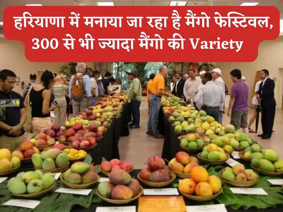 Mango Festival : हरियाणा में मनाया जा रहा है मैंगो फेस्टिवल, 300 से भी ज्यादा मैंगो की Variety  