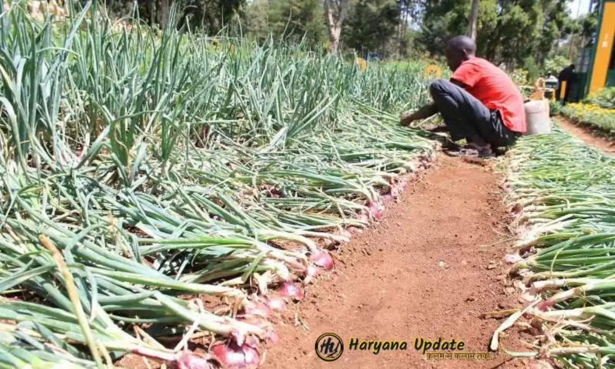 onion cultivation