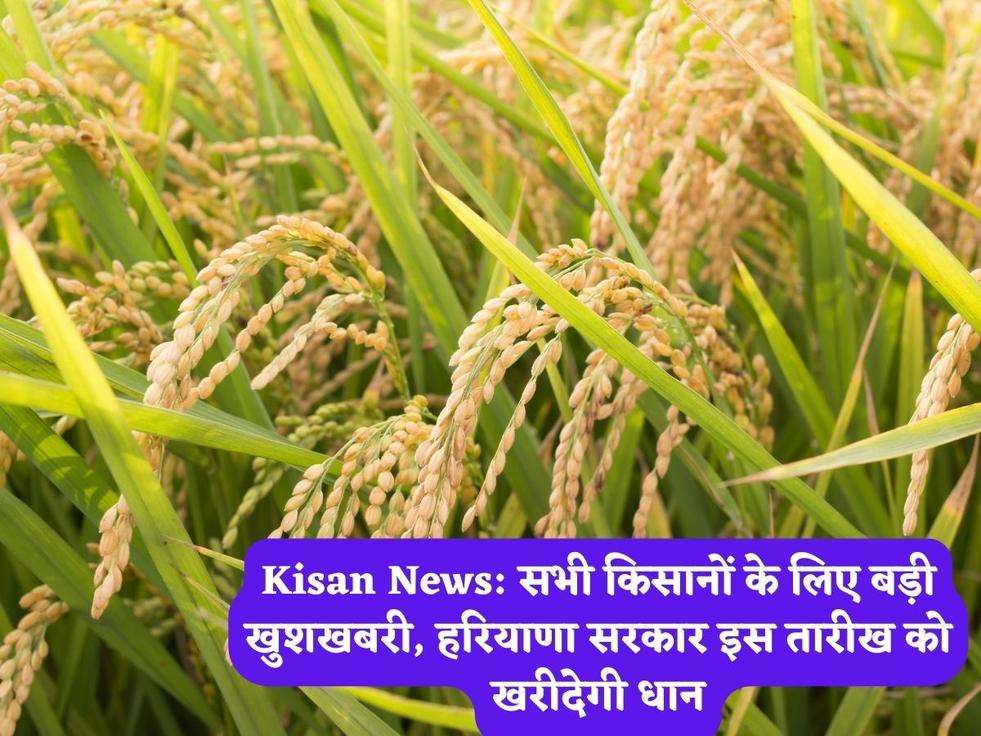 Kisan News: सभी किसानों के लिए बड़ी खुशखबरी, हरियाणा सरकार इस तारीख को खरीदेगी धान