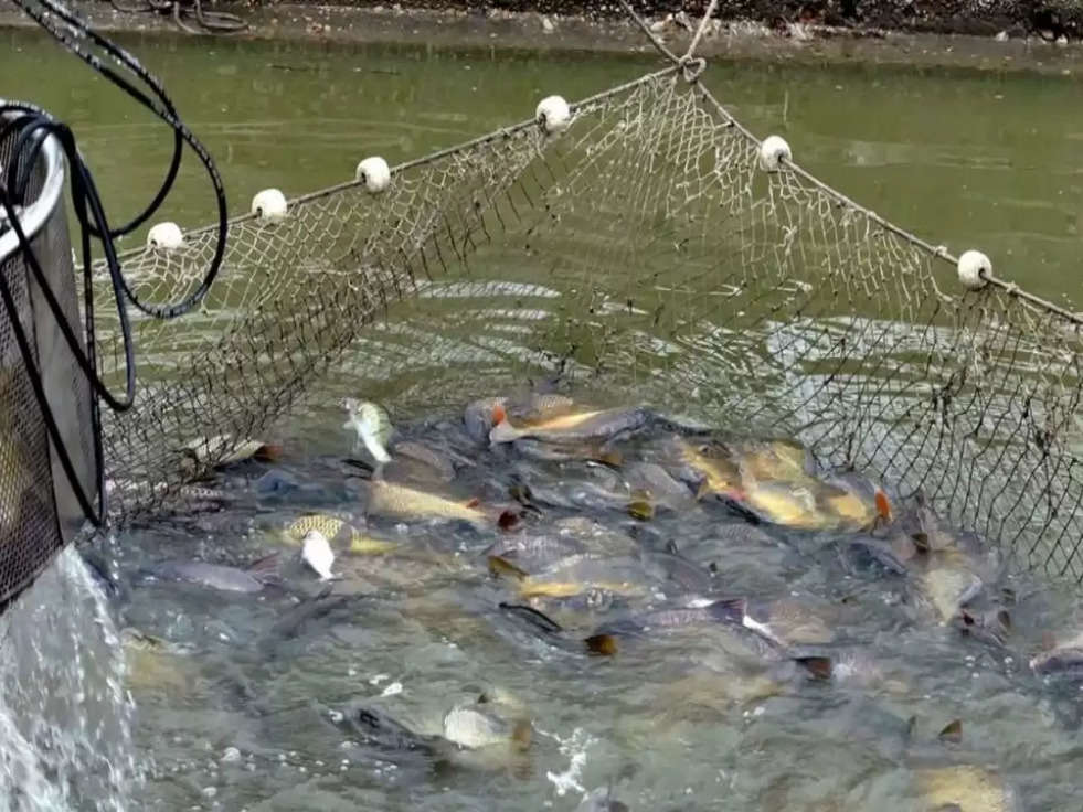 Fish Farming Tips: अगर मुनाफा कमाना है तो इस तरीके से मछली पालन करें किसान