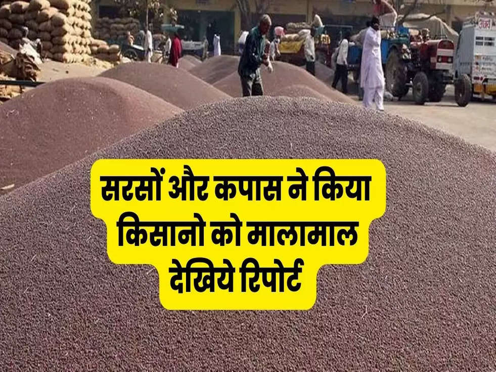 Mustard and Cotton Price In Haryana